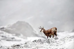 Chilling: 80189650 Chamois - in snow Agenzia Giornalistica