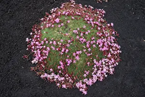 Parco: 80189653 Soapwort Flower Etna Park, Sicily, Italy