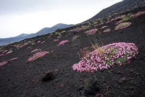 Parco: 80189654 Soapwort Flower Etna Park, Sicily, Italy