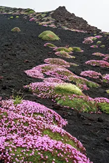 Parco: 80189655 Soapwort Flower Etna Park, Sicily, Italy
