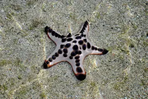 Echinoderms: 80189656 Starfish Komodo National Park, Sebayur