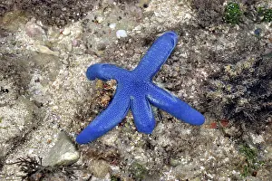 Echinoderms: 80189657 Starfish Pero Beach, Sumba Island, Indonesia