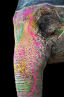 Towns: 80189658 Elephant Rajasthan, Jaipur, Amber Fort