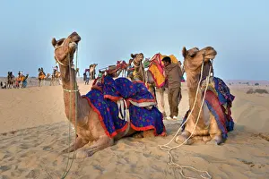 Towns: 80189659 Camel Ride - in desert Jaisalmer, Rajasthan