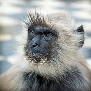 Towns: 80189666 Pushkar Monkey Rajasthan, India Agenzia