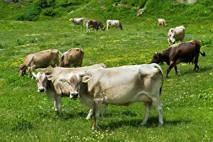 Mountainside: 80189667 Cattle - cows Robiei, Canton Ticino, Switzerland