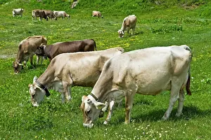 Mountainside: 80189668 Cattle - cows Robiei, Canton Ticino, Switzerland
