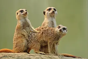Meerkats: 80189670 Meerkat / Suricate - young Suricata suricatta