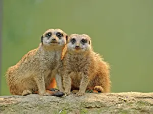 Meerkats: 80189671 Meerkat / Suricate - young Suricata suricatta