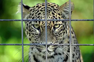 Leopards: 80189672 Persian Leopard / North-Persian / Caucasus