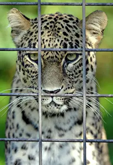 Leopards: 80189673 Persian Leopard / North-Persian / Caucasus