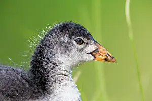 Atra: 80189675 Eurasian Coot Fulica atra Agenzia Giornalistica