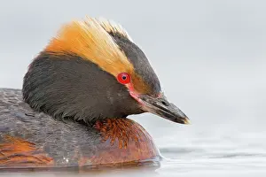 Podiceps: 80189676 Slavonian / Horned Grebe Podiceps auritus