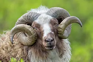 Ovis: 80189677 Sheep Iceland Agenzia Giornalistica Fotografica