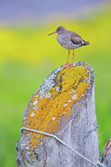 Tringa: 80189678 Common Redshank Tringa totanus Agenzia