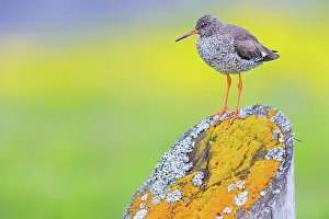 Tringa: 80189679 Common Redshank Tringa totanus Agenzia