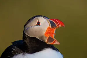 Puffins: 80189686 Atlantic Puffin / Puffin Agenzia Giornalistica