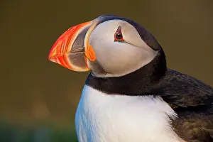 Puffins: 80189687 Atlantic Puffin / Puffin Agenzia Giornalistica
