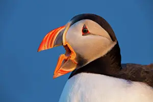 Puffins: 80189688 Atlantic Puffin / Puffin Agenzia Giornalistica