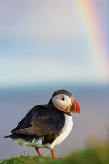 Puffins: 80189689 Atlantic Puffin / Puffin Agenzia Giornalistica