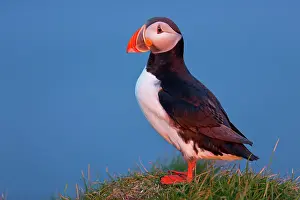 Puffins: 80189691 Atlantic Puffin / Puffin Agenzia Giornalistica