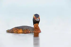 Podiceps: 80189692 Slavonian / Horned Grebe Podiceps auritus