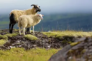 Ovis: 80189694 Sheep Iceland Agenzia Giornalistica Fotografica