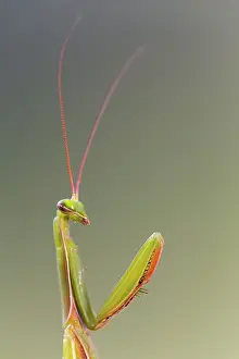 Bugs: 80189695 European Mantis Mantis religiosa Agenzia