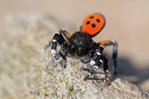 Ladybird: 80189696 Ladybird Spider Eresus kollari / Eresus