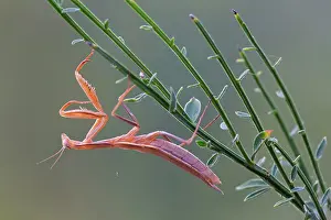 Bugs: 80189697 European Mantis Mantis religiosa Agenzia