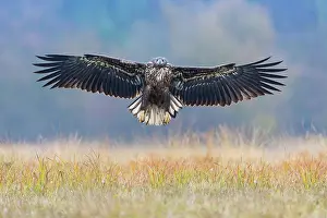 Soaring: 80189701 Sea Eagle / Erne / White-tailed Eagle in