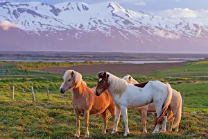 Mountainside: 80189704 Icelandic Horses Iceland Agenzia Giornalistica