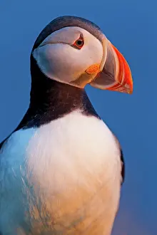 Puffins: 80189706 Atlantic Puffin / Puffin Agenzia Giornalistica