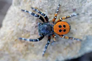 Ladybird: 80189711 Ladybird Spider Eresus kollari / Eresus