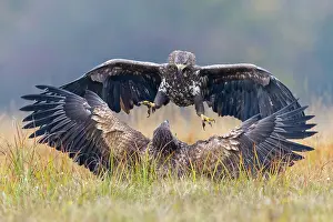 Albicilla: 80189715 Sea Eagle / Erne / White-tailed Eagle