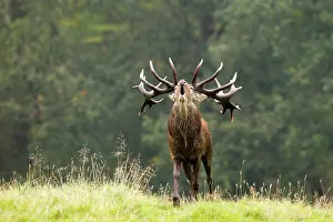 Ruminants: 80189716 Red Deer - bellowing during rut Agenzia