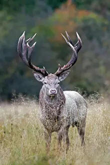 Ruminants: 80189717 White Red Deer - in rut Agenzia Giornalistica