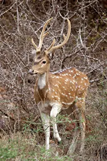 Persons: 80189718 Chiutal / Spotted Deer - young Axis axis