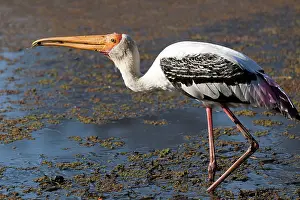 Storks: 80189719 Coloured Stork Agenzia Giornalistica Fotografica