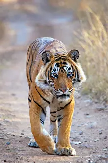 Bengal: 80189721 Bengal Tiger Agenzia Giornalistica Fotografica