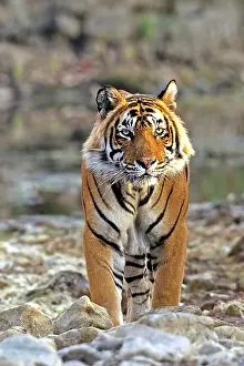 Bengal: 80189722 Bengal Tiger Agenzia Giornalistica Fotografica
