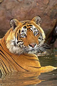 Bengal: 80189723 Bengal Tiger Agenzia Giornalistica Fotografica