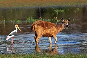 Persons: 80189724 Sambar Deer Agenzia Giornalistica Fotografica