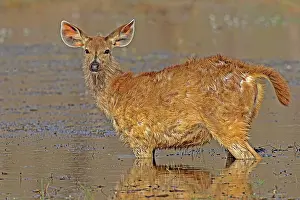Persons: 80189725 Sambar Deer Agenzia Giornalistica Fotografica