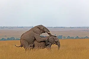 Persons: 80189727 African Elephant Agenzia Giornalistica