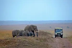 Vehicles: 80189728 African Elephant Agenzia Giornalistica