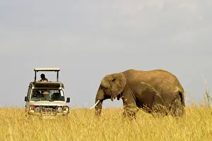 Vehicles: 80189729 African Elephant Agenzia Giornalistica