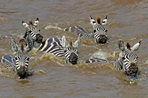 Steppes: 80189730 Zebra migration Agenzia Giornalistica Fotografica
