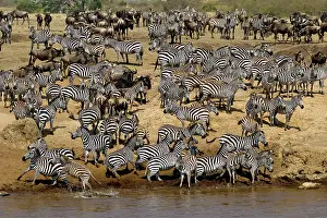 Powder: 80189731 Gnu with Zebra Kenya Agenzia Giornalistica