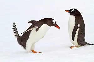 Gentoo: 80189732 Long-tailed Gentoo Penguin Agenzia Giornalistica